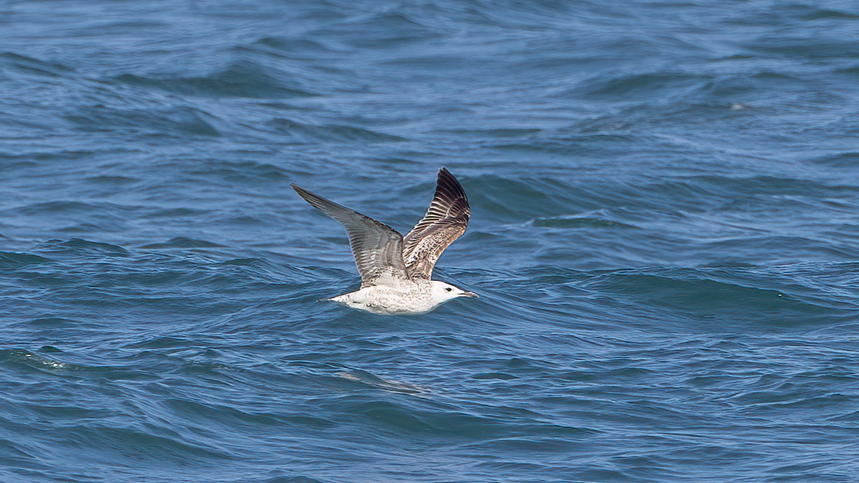 Caspian Gull